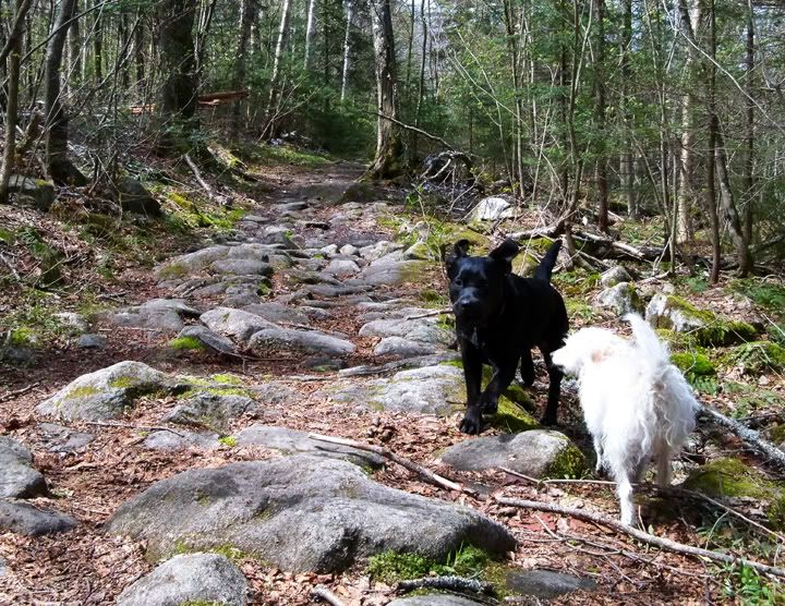 Central Vermont Hikes Spruce Mountain Plainfield, Vermont